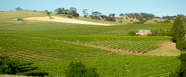 Angaston Vineyards Motel